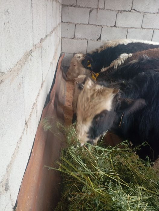 Продам бычков 6,7 месяцев