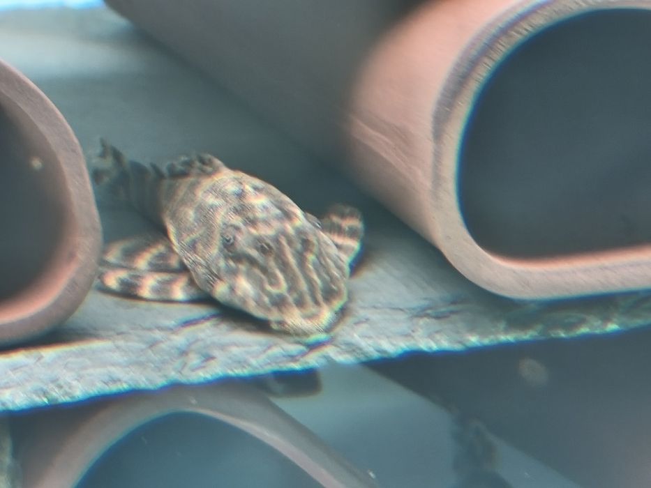 Налични полово зрели риби