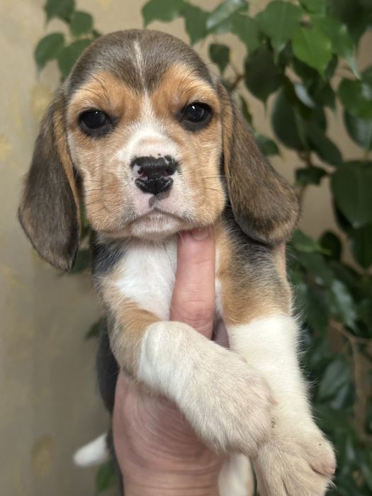 Щенки бигля, питомник