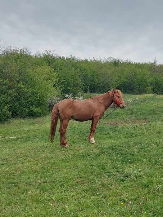 Armăsar de vânzare