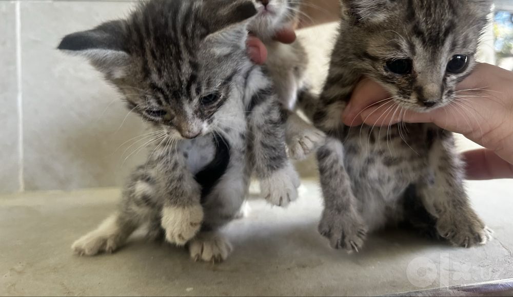 Котята 2,3 месяца