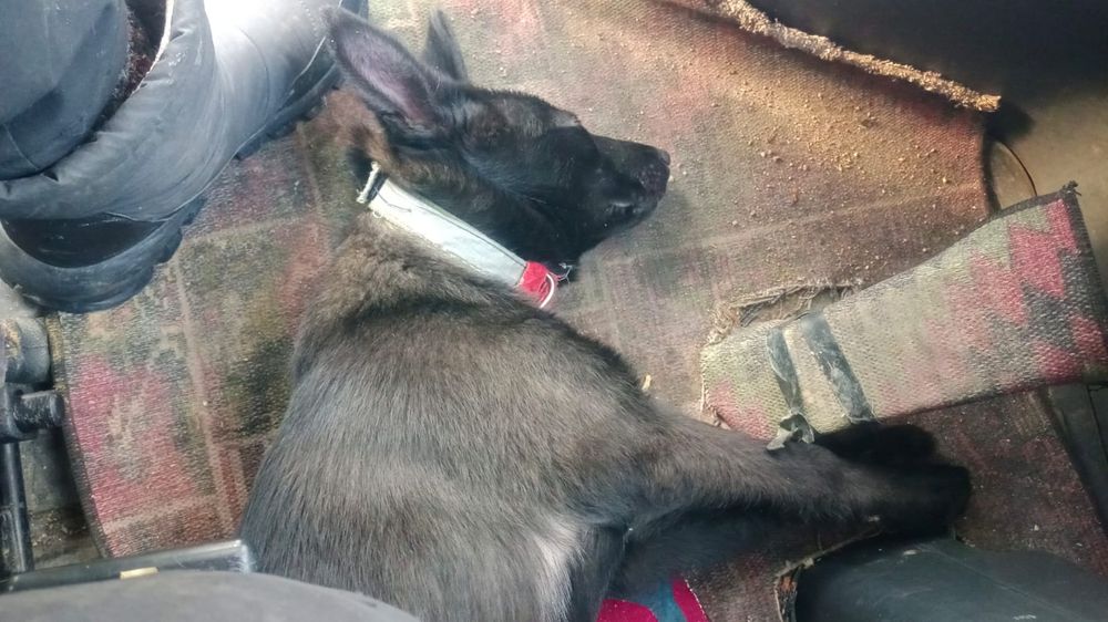 Продам щенка бельгийской овчарки