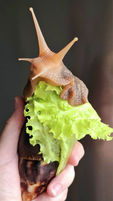 Улитки ахатины продам