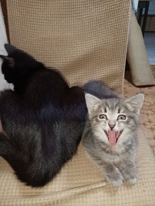 Кошечка 1.5 месяца