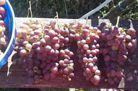 Vita De Vie DE Masa Soiuri Roze