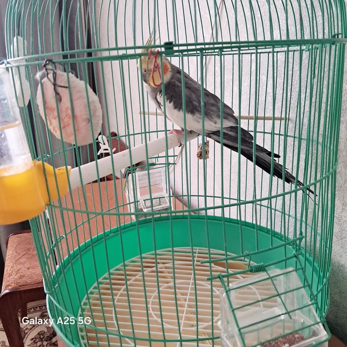 Продам  попугая  с клеткой
