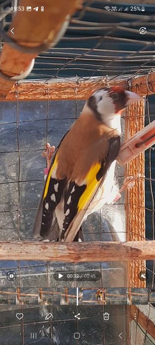 Продаётся щегол.