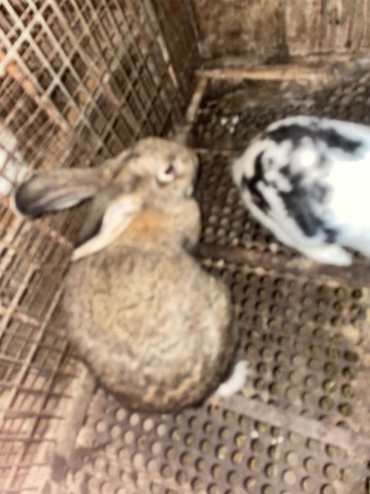 Кролики полувеликаны