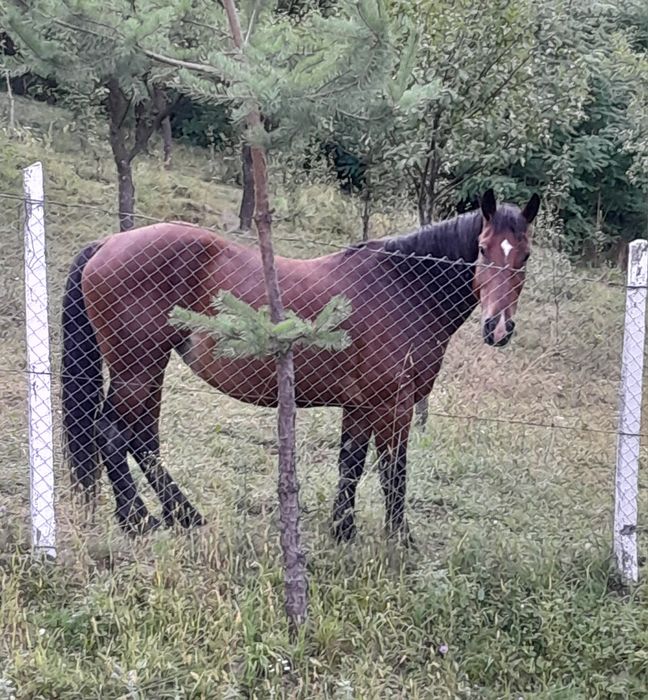 Vând  cal semigreu românesc