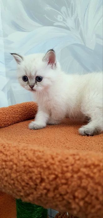 Британский котёнок color point | Мальчик | Отец WCF BRI ns 12 33