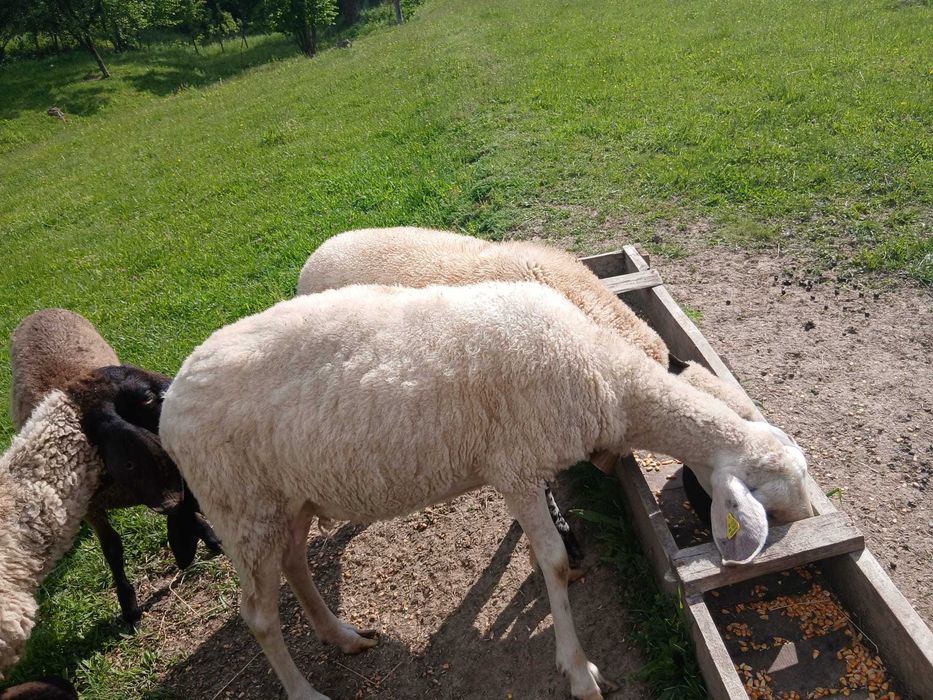 Oi de rasă  de vanzare