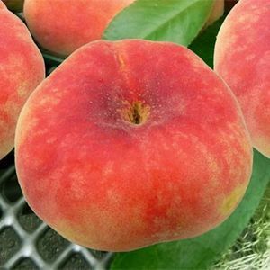 Piersic Plat (Sugar Baby )