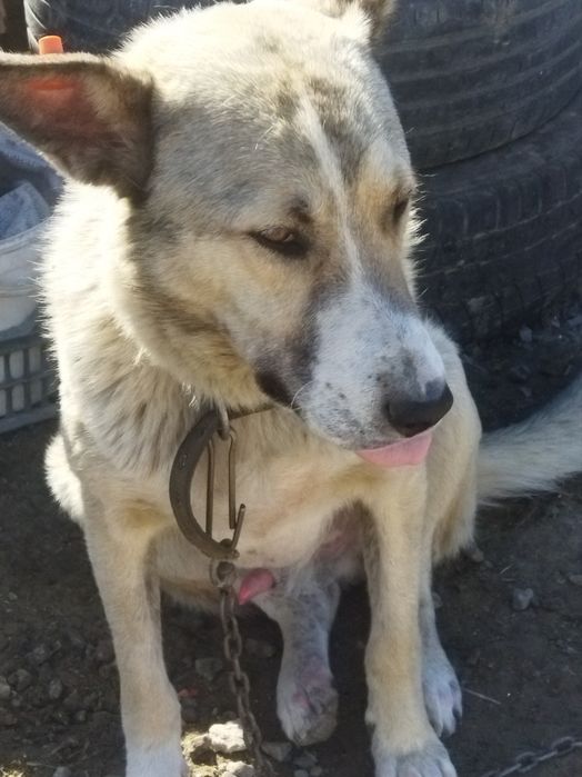 В добрые руки собака