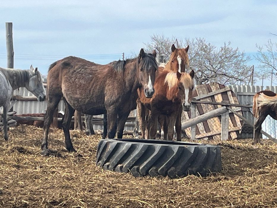 Продается домашние животные!