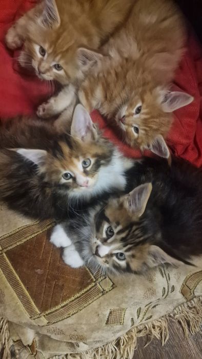 Котята мейн-кун 45 тысяч