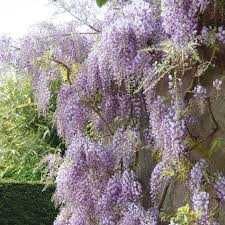 Mana Maicii Domnului Lonicera Luleaua Turcului salcam Japonez Wisteria