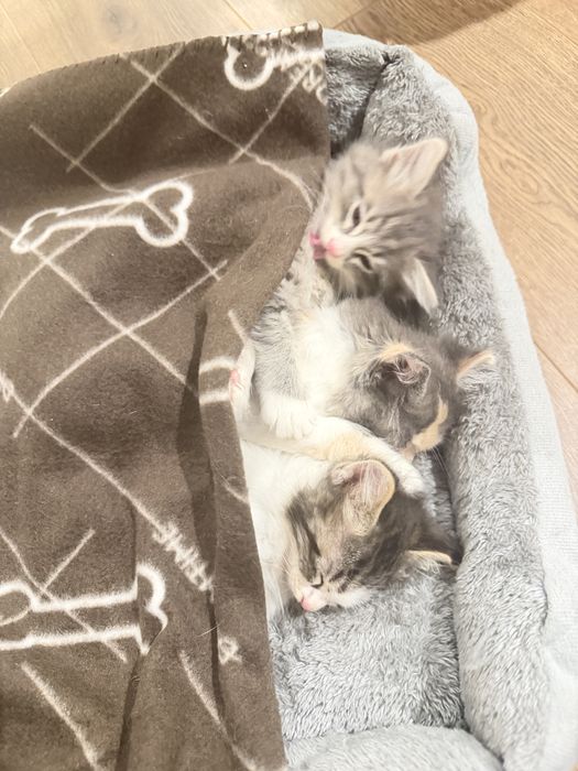 Котята отдам в хорошие добрые руки