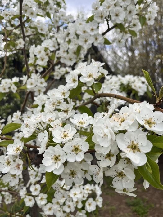 Продам дачу Сад Здоровье