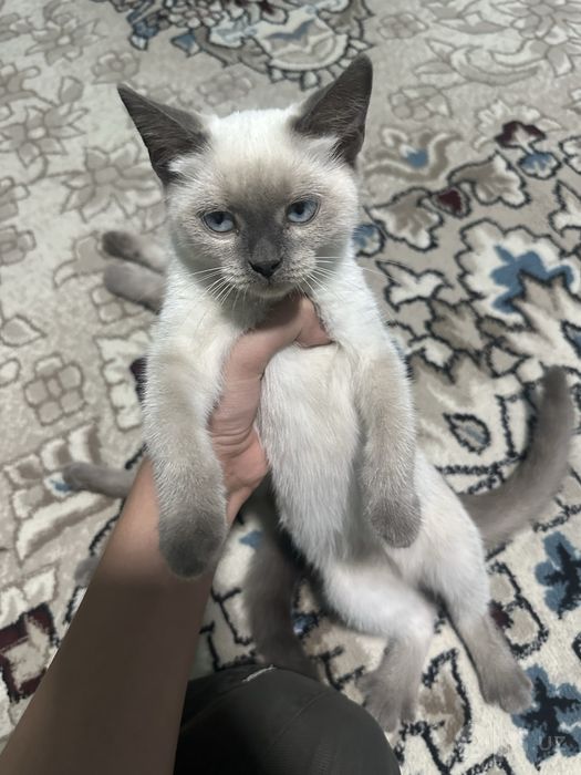 Сиамские котята с голубыми глазами