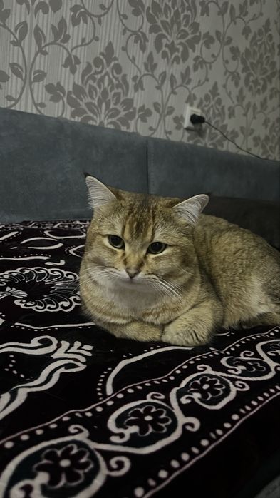 Zolotaya shinshila