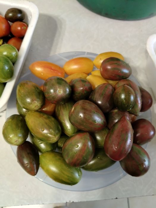 Продам семена томатов