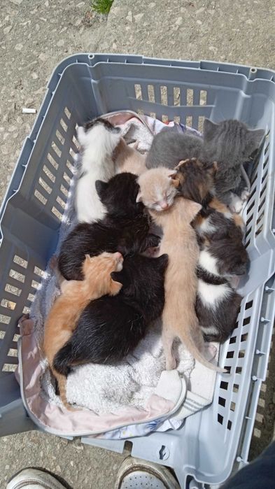 Прекрасни котенца