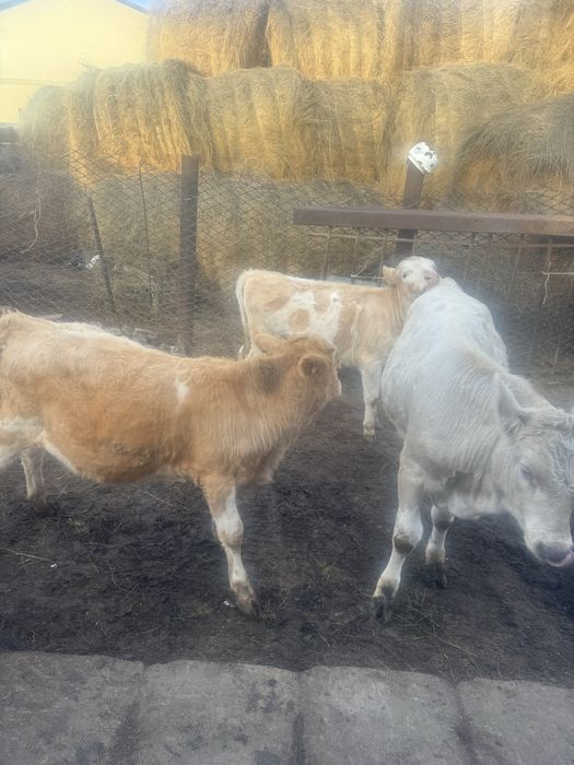 Продам 2 быка сементал