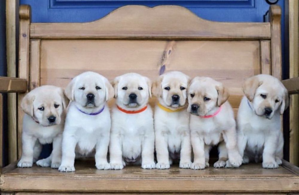 ЩЕнкИ ЛаБрадорА!