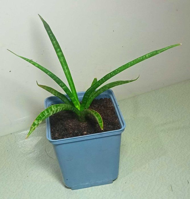 Продам. Сансевиерия Фернвуд Панк (Sansevieria Fernwood Punk)