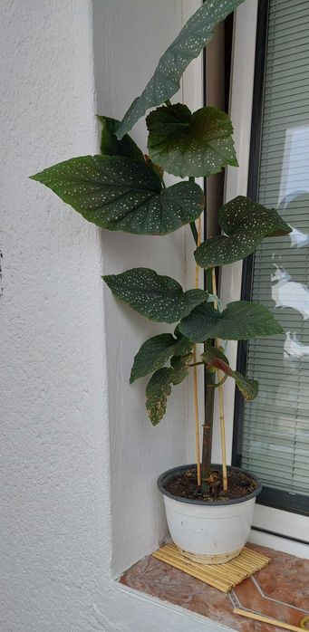 Vand planta Plaman Begonia lucernae