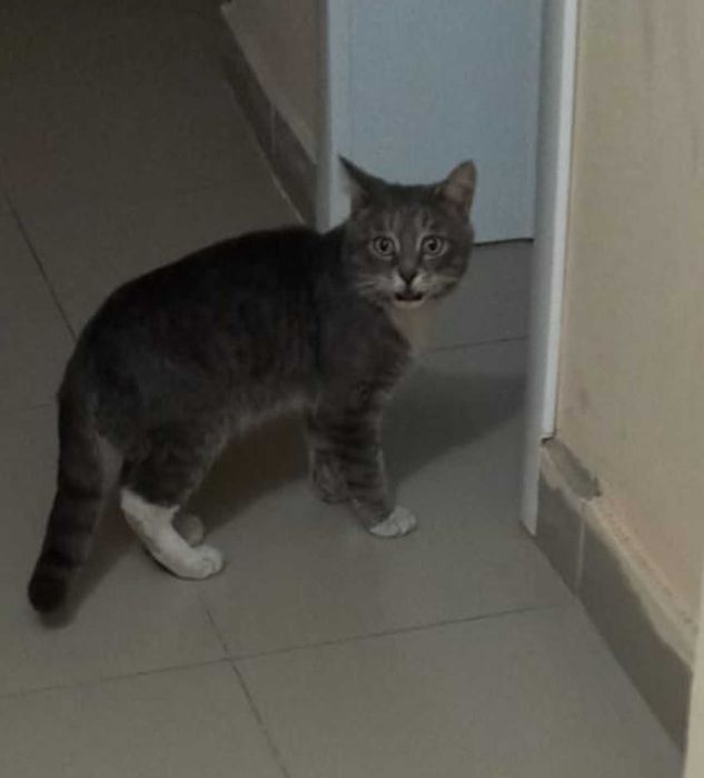 Кошке нужен дом! Срочно!