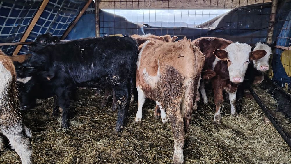 Vand vitei si vitele baltata romaneasca