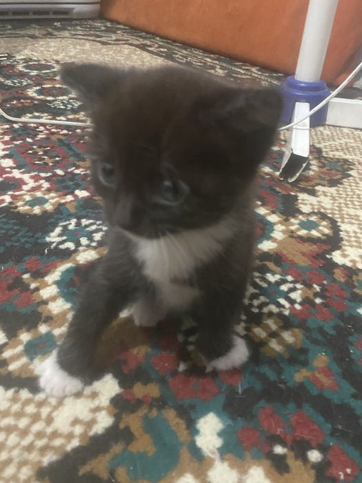 Котенки девочки отдам в хорошие руки.