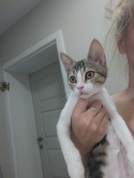 Котенце търси дом