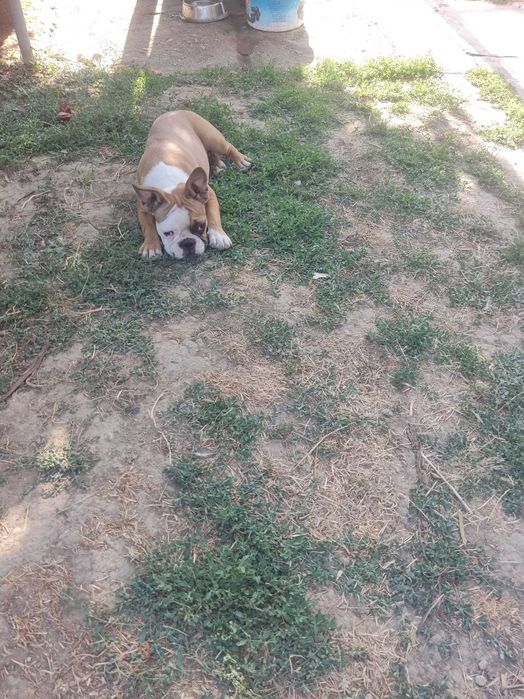 Френски   булдог