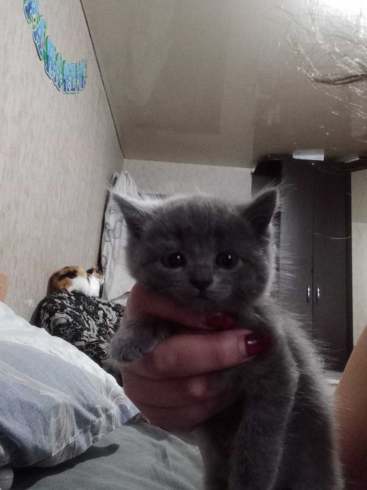 Продам котят британцев