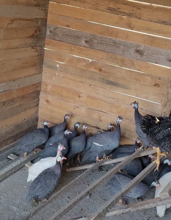 Bibilici, pirci, pirchite, cochite