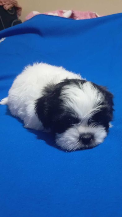 Baiat alb negru rasa shih tzu