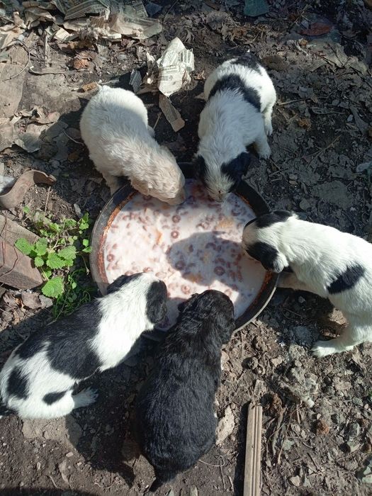 Щенки спонеэля бесплатно