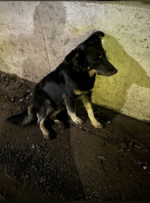 Щенки в добрые руки