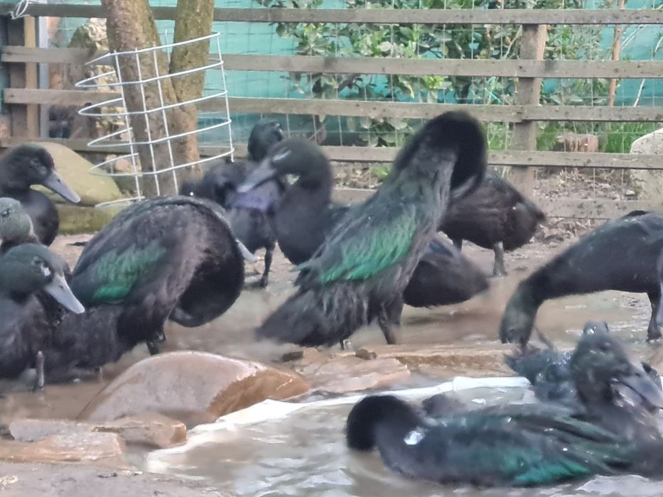 Rațe Cayuga pereche