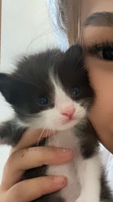 Продаются котята 1 месяца