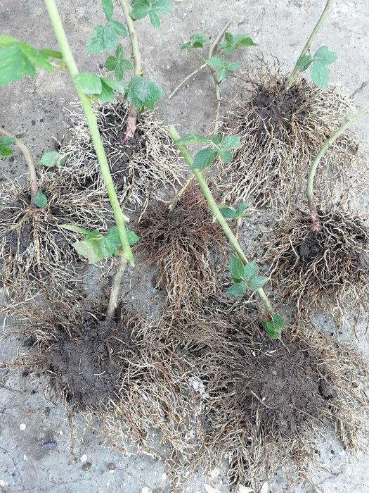 Butasi Mur Thornfree • Zmeur • Căpșuni • Agris • Albitia • Tayberry