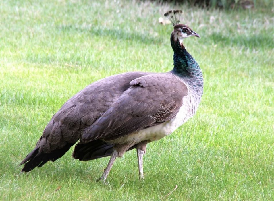 Продам павлинов самки