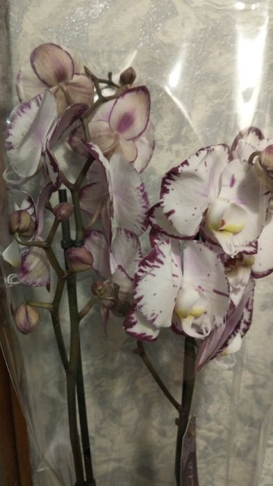Ппродам орхидеи фаленопсис
