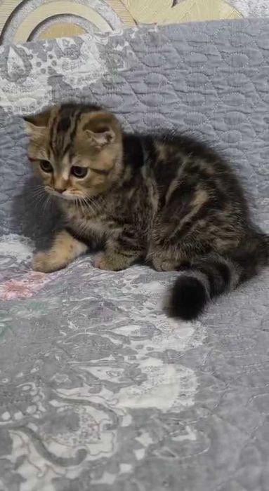 Продается кошка Скотиш Фолд 2.5 месяцев