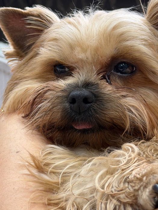 Вязка мальчик Йорк