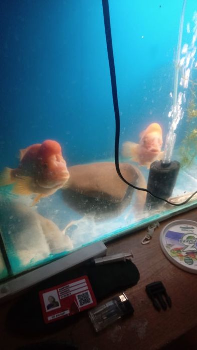 Крупная рыба цетрон метинс