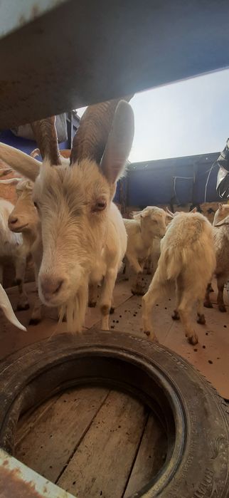 Козье молоко с доставкой на дом!