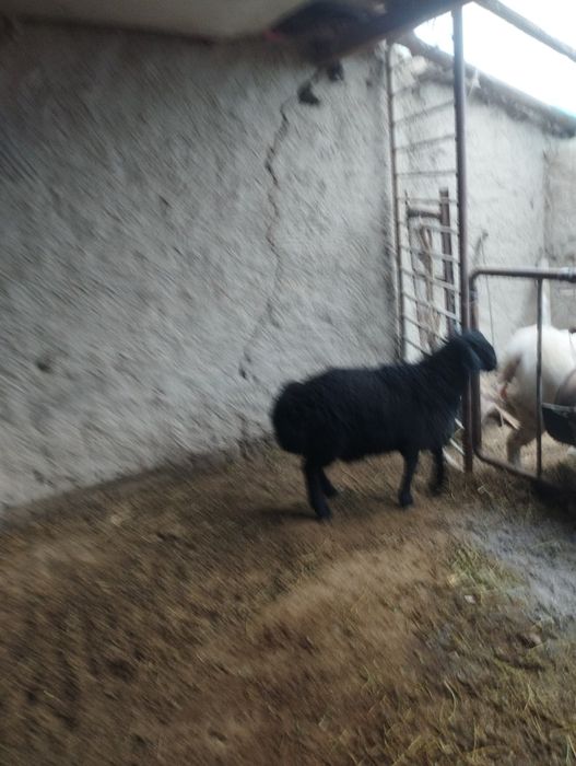 Зотдор кучкор барра